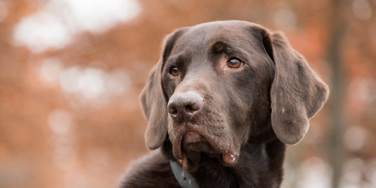 Find Your Furry Friend: Puppies Ready for Adoption