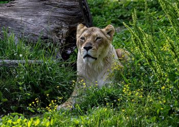 Feline Feast: Crafting Nutritious Homemade Cat Food for your Purrfect Companion