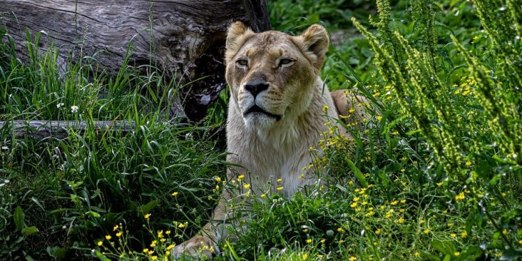 Feline Feast: Crafting Nutritious Homemade Cat Food for your Purrfect Companion