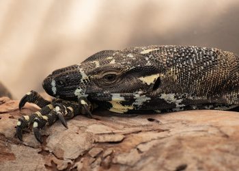 Mastering Reptile Care: Proven Tips for Keeping Your Cold-Blooded Pets Happy and Healthy