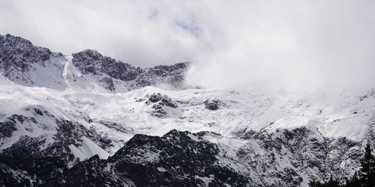 Top Cat Food Brands to Steer Clear Of: How to Keep Your Feline Friends Healthy and Happy