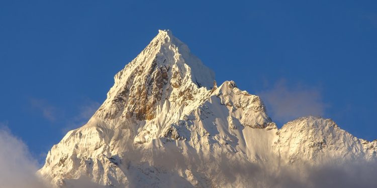 Purr-fectly Natural: The Benefits of Organic Cat Food for Your Feline Friend