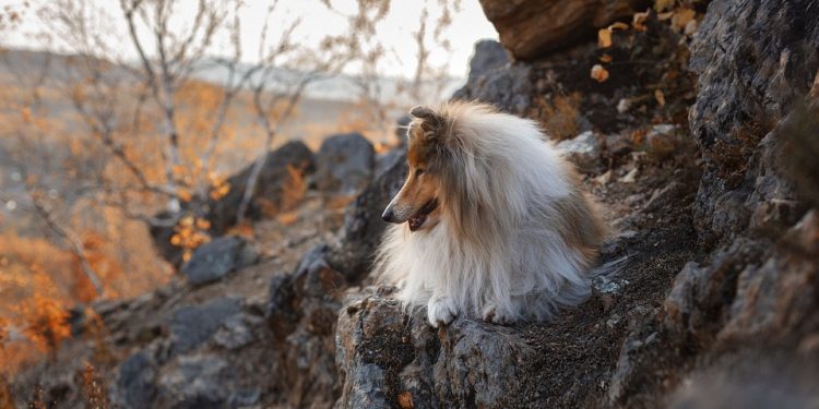 Gourmet Goodness: Delicious Homemade Dog Food Recipes to Keep Your Pup Healthy and Happy