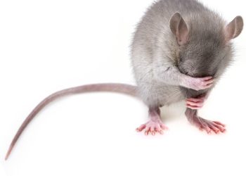 The Intriguing World of Rat Behavior: Unraveling the Secrets Behind these Cunning Creatures