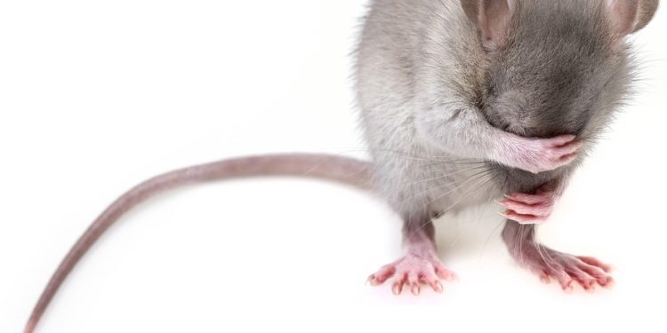 The Intriguing World of Rat Behavior: Unraveling the Secrets Behind these Cunning Creatures