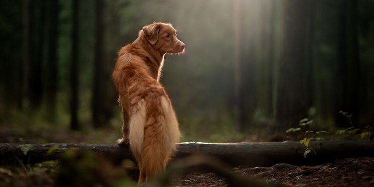 Keeping Fido Calm: Essential Tips for Managing Your Dog During Fireworks