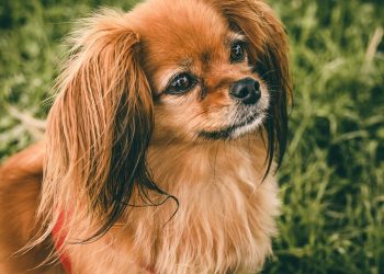 Bite Me: The Ultimate Guide to Dog Chew Toys for Happy, Healthy Pups