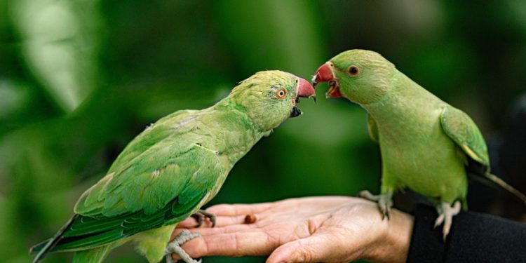 Feeding Feline Finery: Unveiling the Best Cat Food for Your Beloved Pet