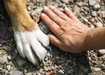 Unleashing the Truth: Essential Dog Tips and Fascinating Facts