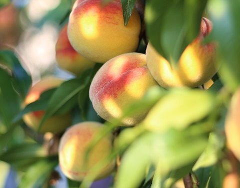 6 Cat Food Brands to Steer Clear Of: What You Should Know to Keep Your Feline Friend Healthy and Happy