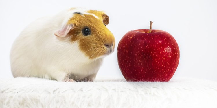 Mastering tricks and obedience: The ultimate guide to guinea pig training
