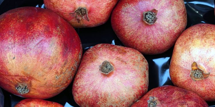 Feathered Favorites: Wholesome Homemade Bird Food Recipes for Happy, Healthy Birds