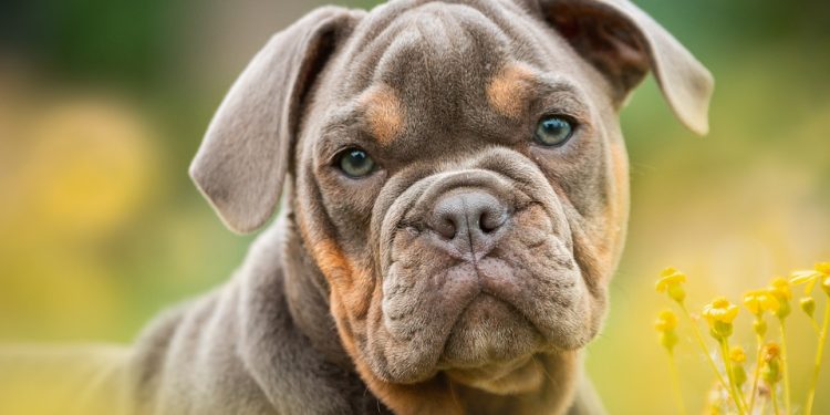 Nourish Your Pup with Wellness: The Benefits of Low-Fat Dog Food