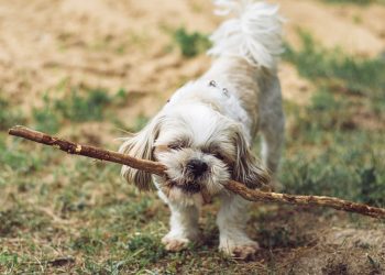 Surviving the Chill: Essential Winter Care Tips for Your Pooch