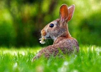 Hop to It: Expert Rabbit Care Tips and Tricks