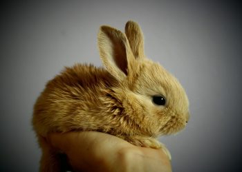 Hop into your heart: The joy of rabbit adoption