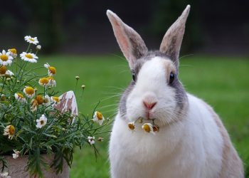 Feeding Your Bunny Right: How to Create a Healthy and Delicious Diet for Your Rabbit at Home