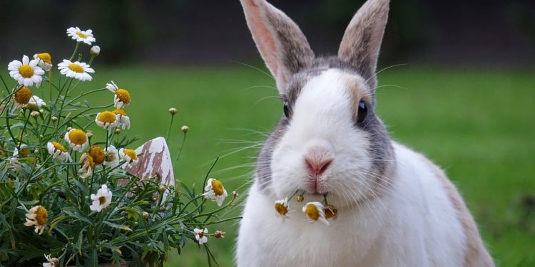 Feeding Your Bunny Right: How to Create a Healthy and Delicious Diet for Your Rabbit at Home