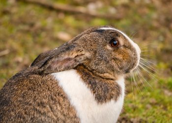 The Fascinating World of Rabbit Behavior: Understanding and Interpreting Their Actions
