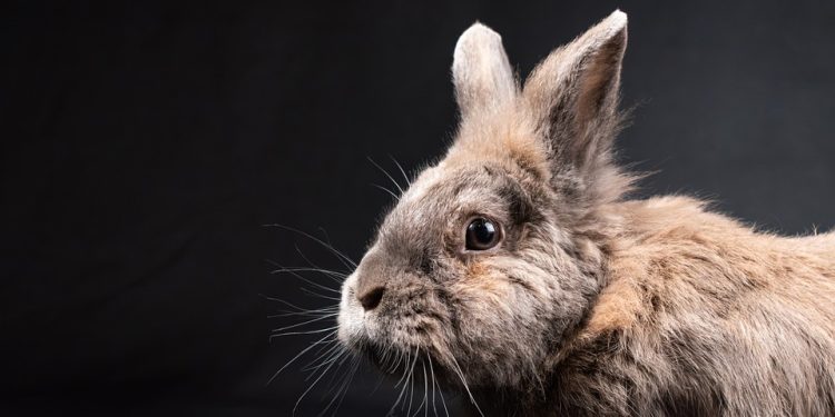 Gourmet Greens: The Ultimate Guide to Rabbit Nutrition