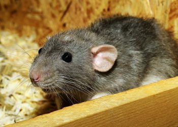 Mold Your Mouse: A Comprehensive Guide to Rat Training and Behavior Modification