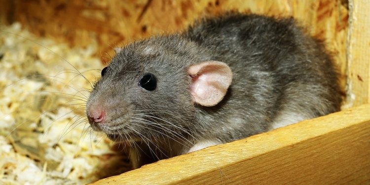 Mold Your Mouse: A Comprehensive Guide to Rat Training and Behavior Modification