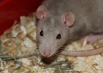 Rodent Rescue: Expert Tips for Keeping Rats Happy and Healthy