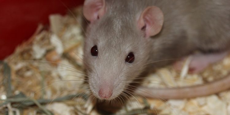 Rodent Rescue: Expert Tips for Keeping Rats Happy and Healthy