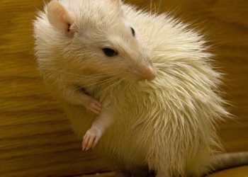 The Intriguing World of Rat Behavior: Understanding their Social Structures and Communication