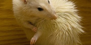 The Intriguing World of Rat Behavior: Understanding their Social Structures and Communication