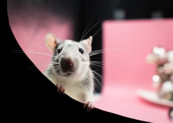 Master the Maze: Unleashing the Power of Rat Training