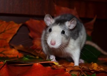 Rodent 101: Essential Tips for Rat Care Beginners