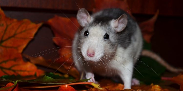 Rodent 101: Essential Tips for Rat Care Beginners