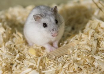 Mastering Hamster Training: Expert Tips for a Happy and Well-Behaved Pet