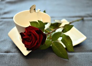 Whisker-Licking Good: The Ultimate Guide to Homemade Cat Food Recipes