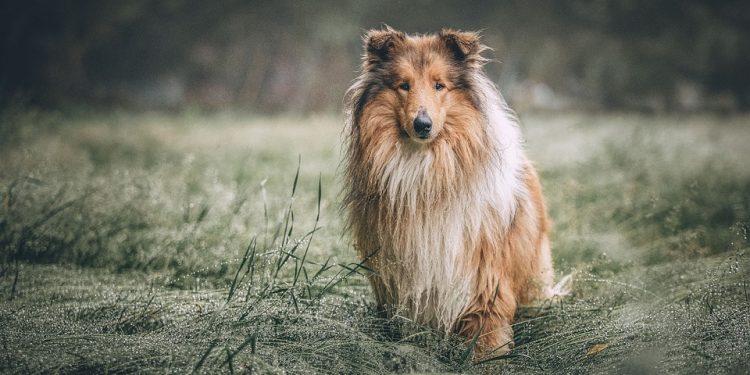 The Top Dog Food Picks: Nutrition and Quality for Your Furry Friend