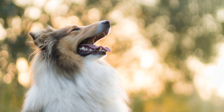 Find Your Furry Forever Friend: Adopt a Playful Pup Today!