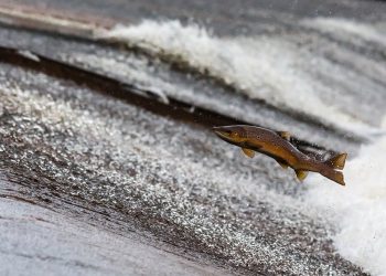 Reel in the Fun: The Ultimate Guide to Fish Toys for Kids