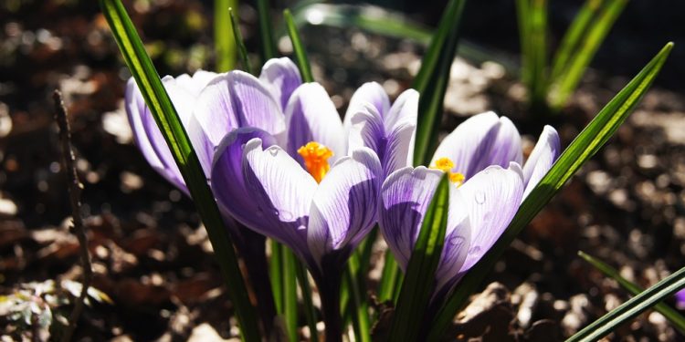 The Ultimate Guide to Choosing the Best Cat Food for Your Growing Kitten