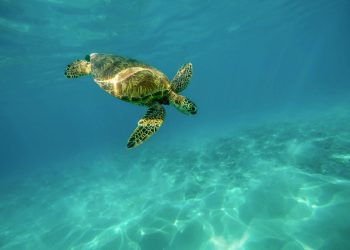 Shell-abrate Life: The Joy of Turtle Adoptions