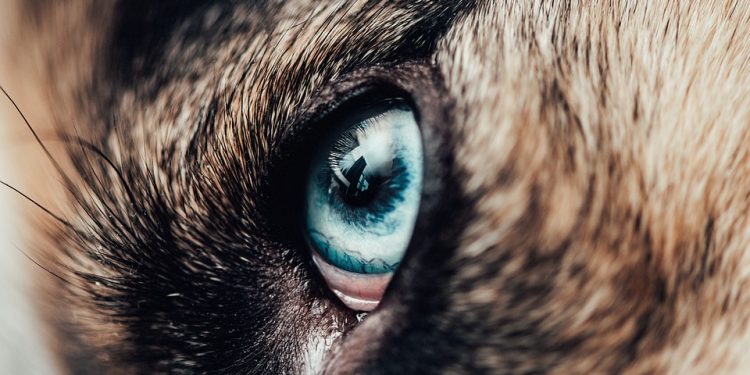 Fueling your Furry Friend: The Benefits of High-Protein Dog Food