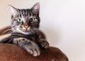 The Top 10 Most Beloved Cat Breeds: A Guide for Feline Fanatics