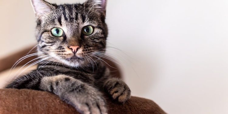 The Top 10 Most Beloved Cat Breeds: A Guide for Feline Fanatics