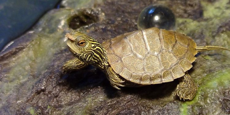 Feeding your Shelled Friend: DIY Turtle Food Recipes for a Healthy and Happy Pet