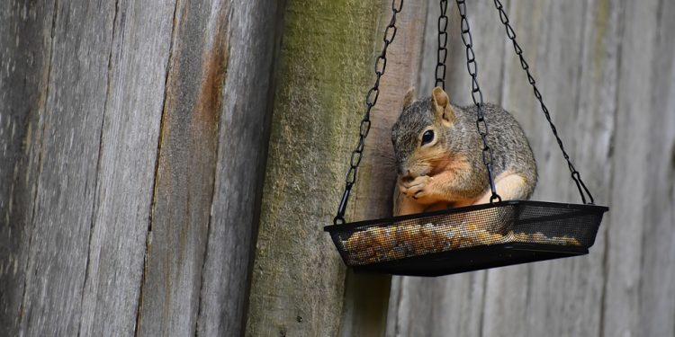 Feeding your feline friend right: The benefits of organic cat food