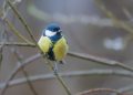 Unlocking the Mysterious World of Bird Behavior: Discovering the Intriguing Secrets of Avian Psychology