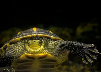 Find Your Forever Friend: Why Adopting a Turtle is the Right Choice for You