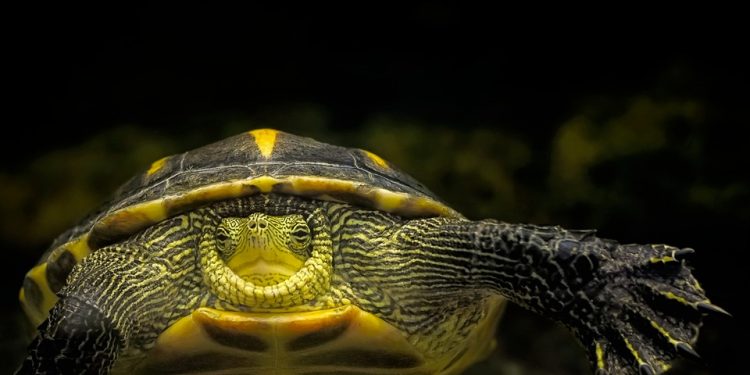Find Your Forever Friend: Why Adopting a Turtle is the Right Choice for You