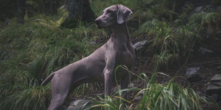 Dive into Dog Care: Tips for Keeping Their Water Bowl Sparkling Clean