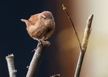 The Intriguing World of Bird Behavior: Insights into Avian Intelligence and Social Dynamics